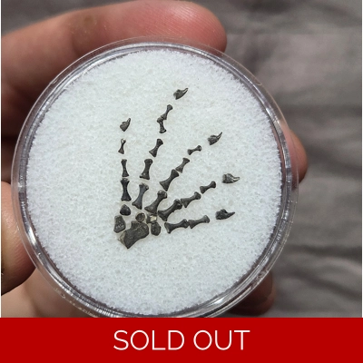 Rare Mycterosaurus Fossil Reptile Foot Bone Fossil With Claws Permian Oklahoma